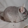 Виват Дюран