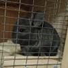 Шакира