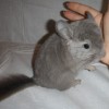Серж Ани