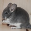 Колин