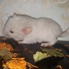 Рафаэль