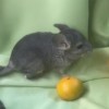Стич