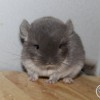 Мариэлла