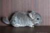 3 нед