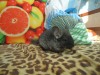 1.5 месяца
