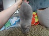 9 мес