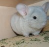 4.04.18г