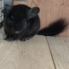 Кнопа