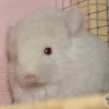 Есенин