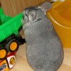 Коко