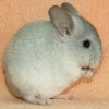 Канилука