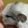 Кассиопея 