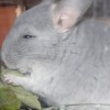 Кохинор младший