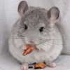 Кент