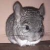 Рик