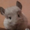 Гений н голд