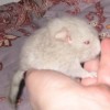 Шустрик