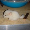 Вульф