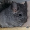 Виват Олимпия