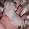 Сем