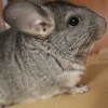 Скай