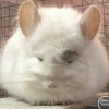 Фикке