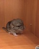 Хикару