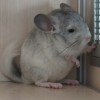 Лешик 
