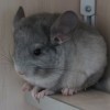 Невил 