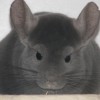 Ким