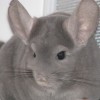 Лола