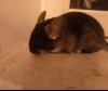 Кана