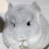 Флер