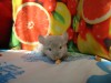 2 мес