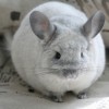 Мио