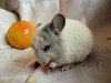 1 мес, 1 неделя