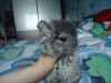 3 мес