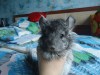 3 мес