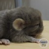 Фийон