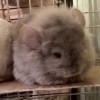 И Шарадж