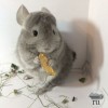 Василина
