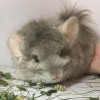 Ллойд Лав