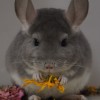 Кита