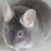 Камилла