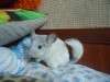 3 мес