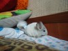 3 мес