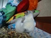 3 мес