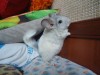 3 мес