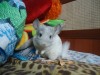 3 мес