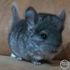 Кентош